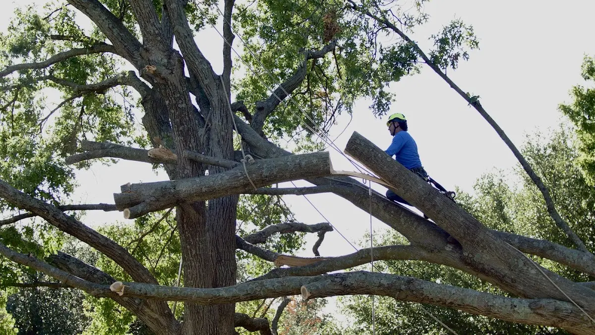 Professional Hazardous Tree Removal performed by certified arborists in East Hartford